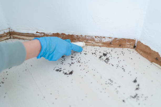 Best Termite Control Services  in Quakertown, PA